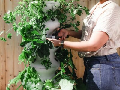 Paisagismo e jardinagem